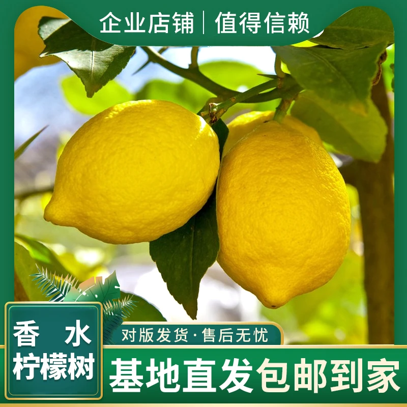 香水柠檬树苗盆栽老桩四季结果可食用室内阳台好养活花卉绿植