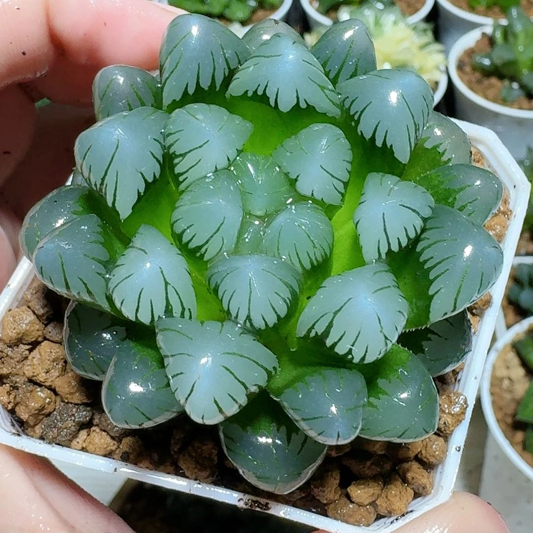 ob1冰灯原盆原土发货