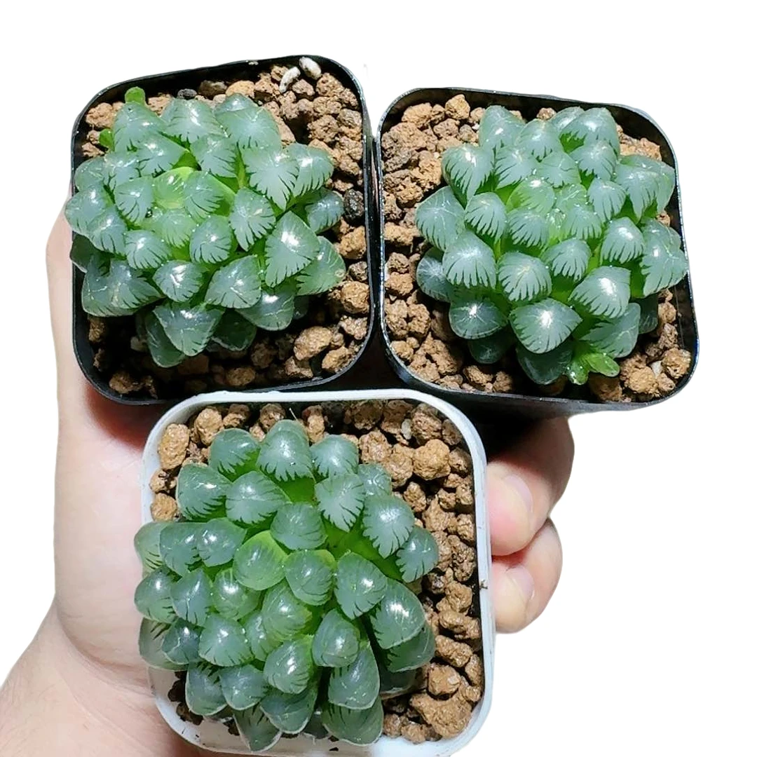 三颗糥姬玉露带盆带土【满十八发货】