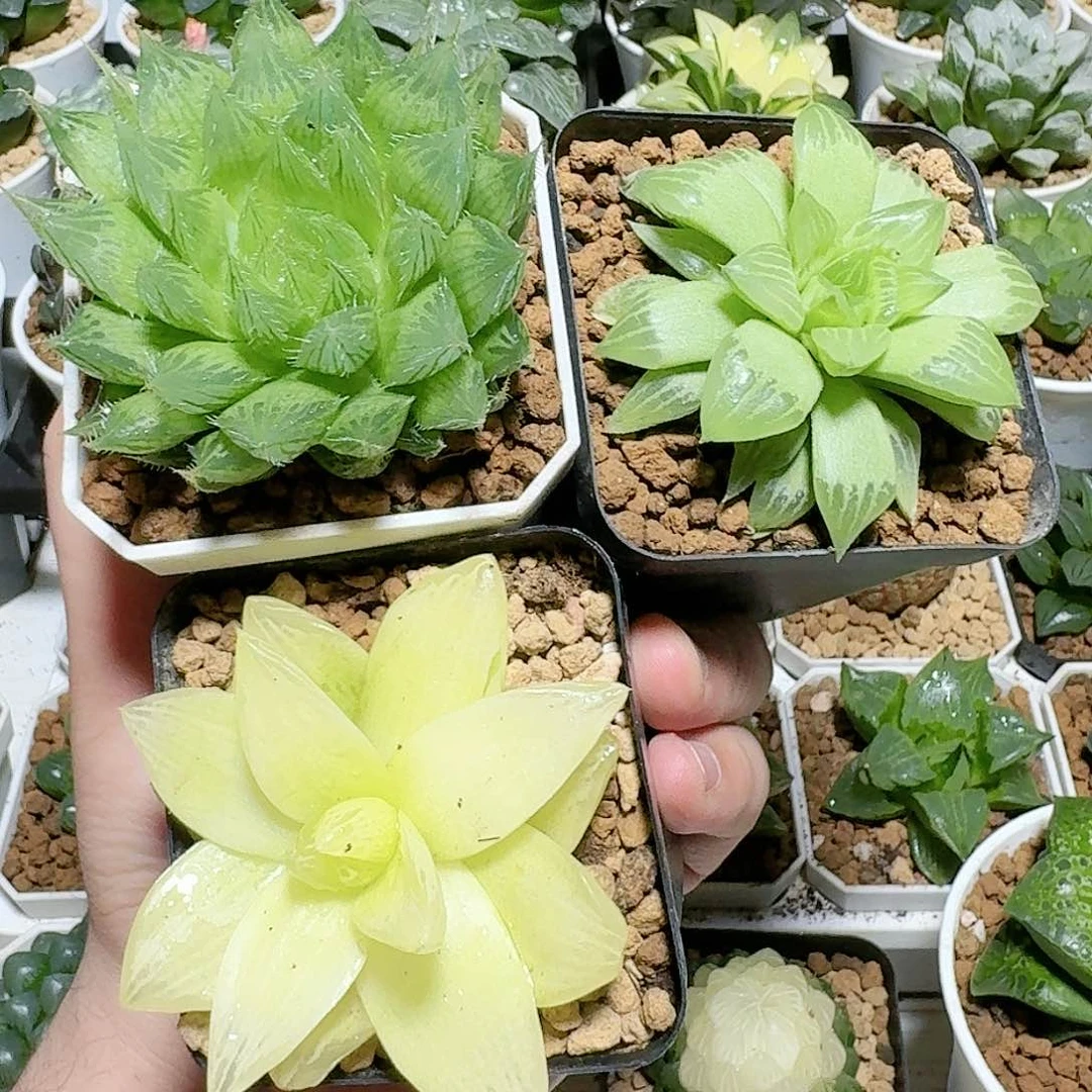 黄金玉露➕水晶寿➕水晶莲花