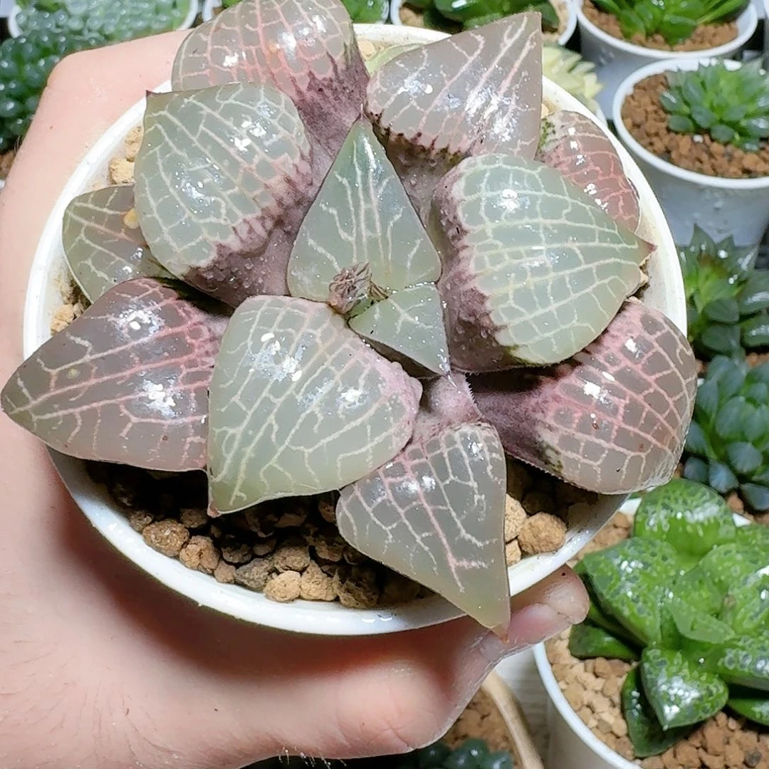 母本玻璃康平原盆原土