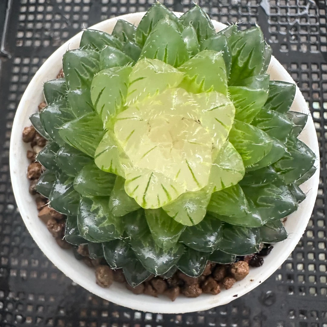 宝莲灯玉露多肉白莲花【满十八发货】