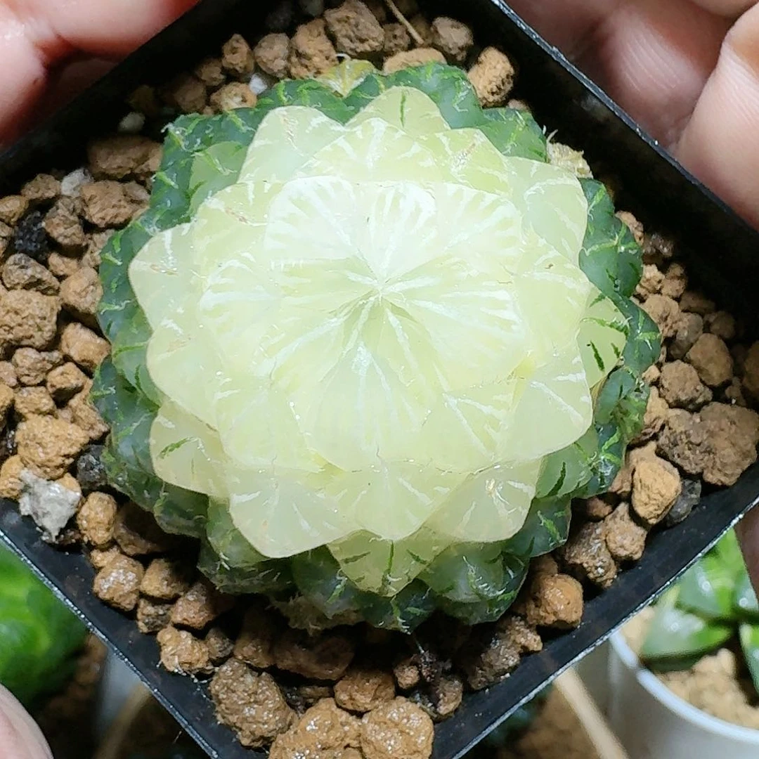 水晶宝莲灯原盆原土