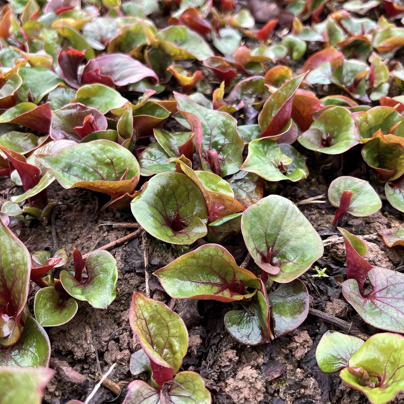 重庆农村折耳根现挖现发带泥发货川渝美食鱼腥草新鲜蔬菜1/3斤