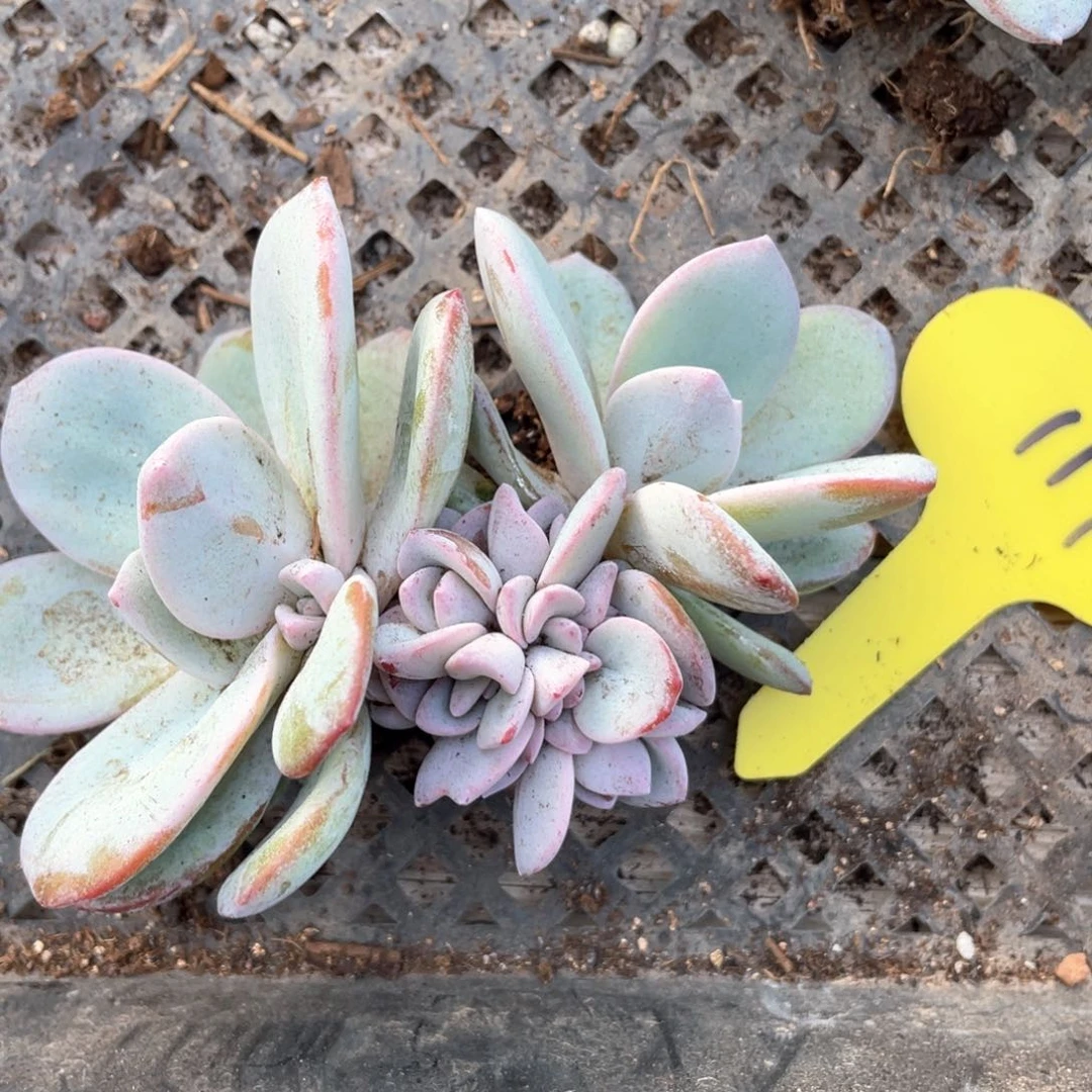 奶茶群生一个117