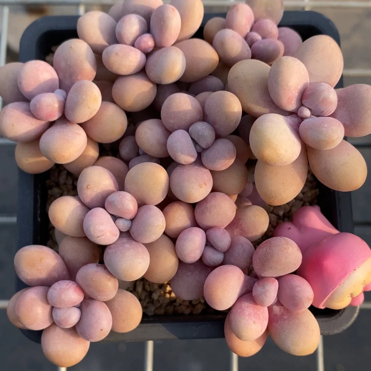 王大美多肉清货专拍链接