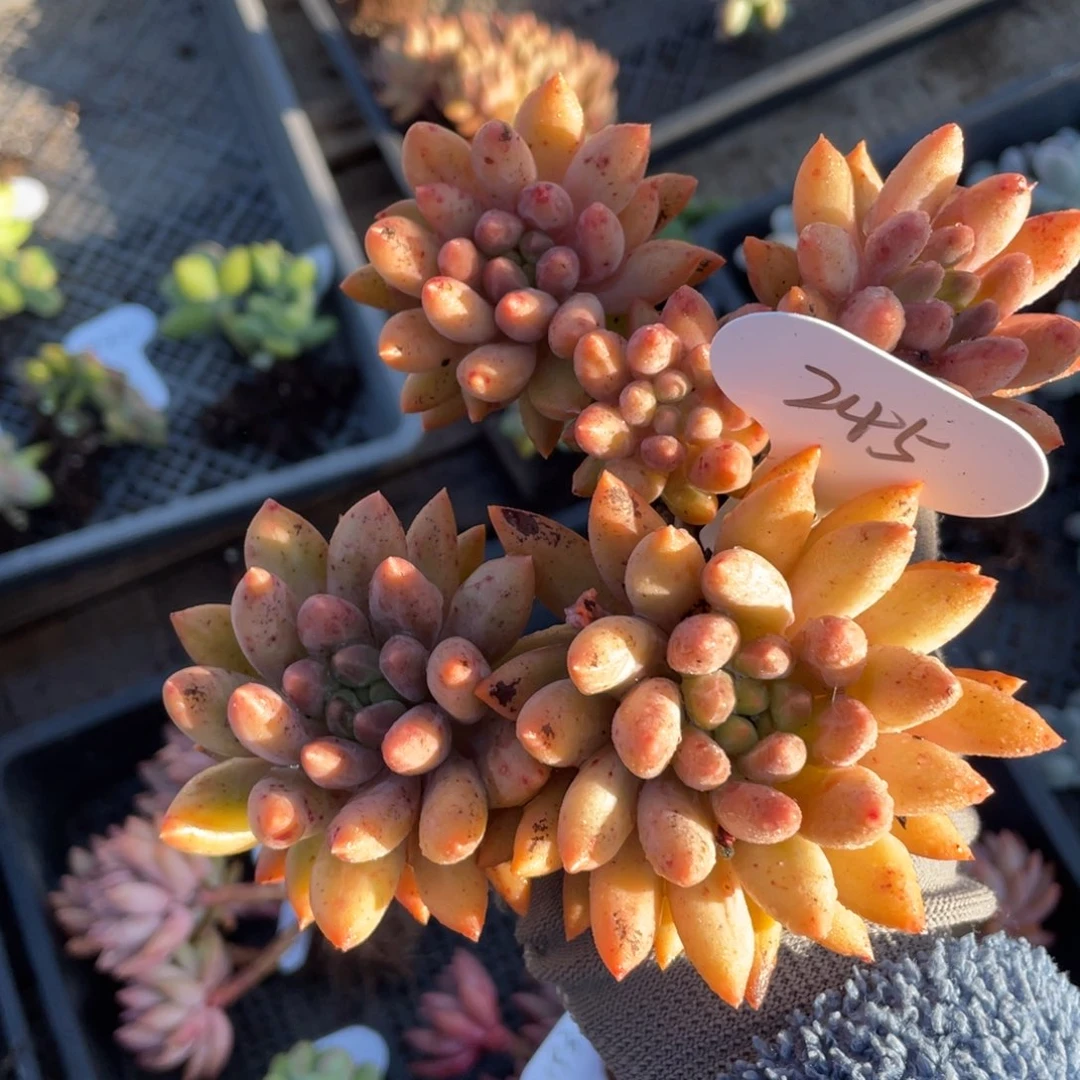 车厘子群生一个无砍245