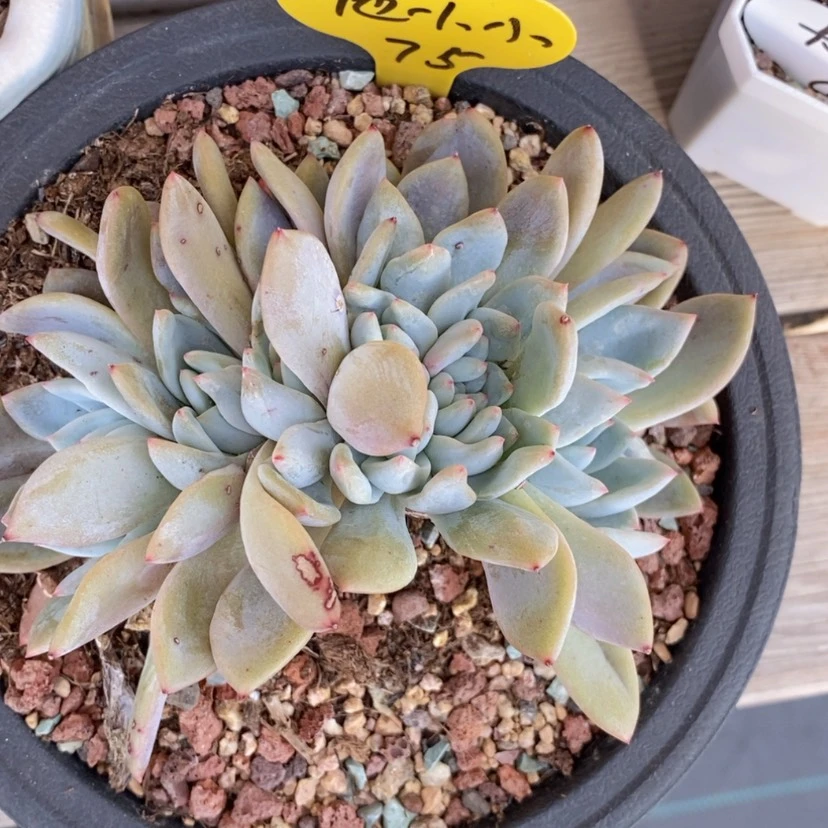 【闪购商品】他*小星影缀