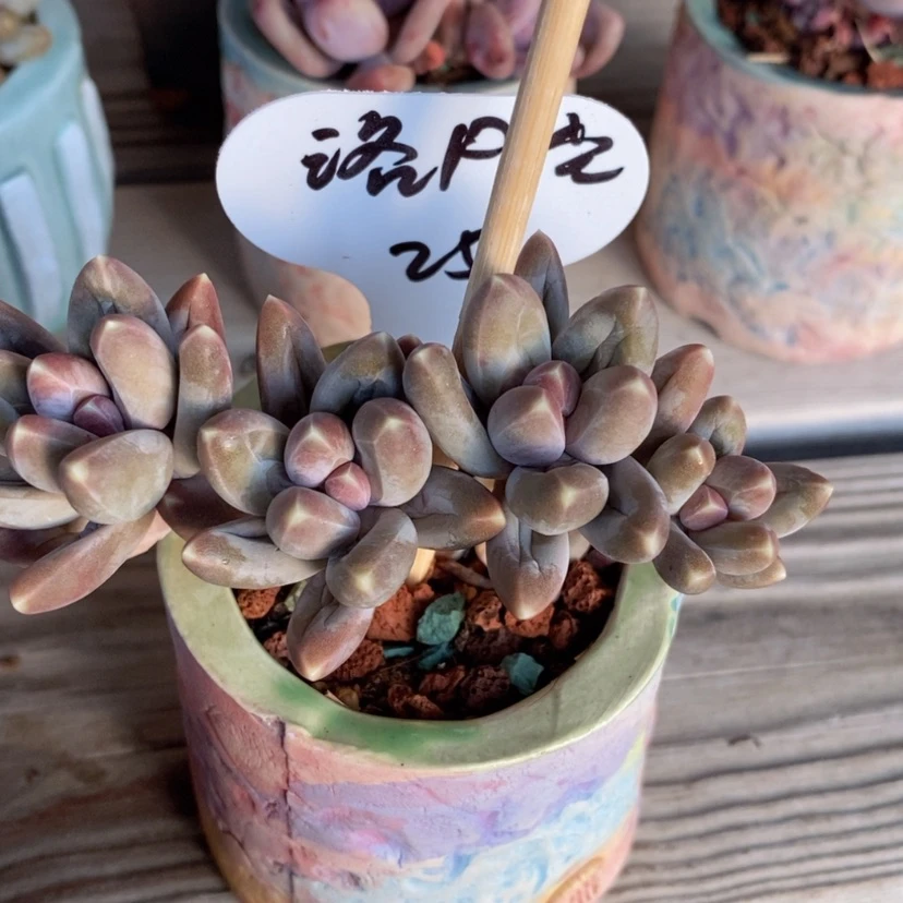 【闪购商品】洛*尘星空美人