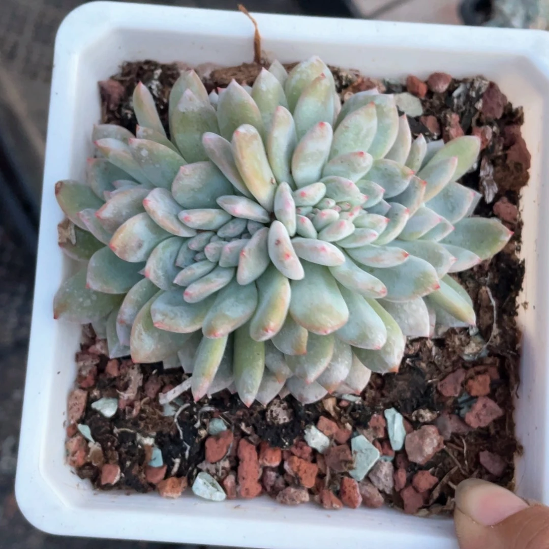 星影缀化一个71号
