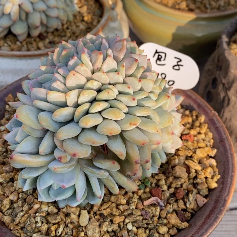 【闪购商品】包****狸星影缀