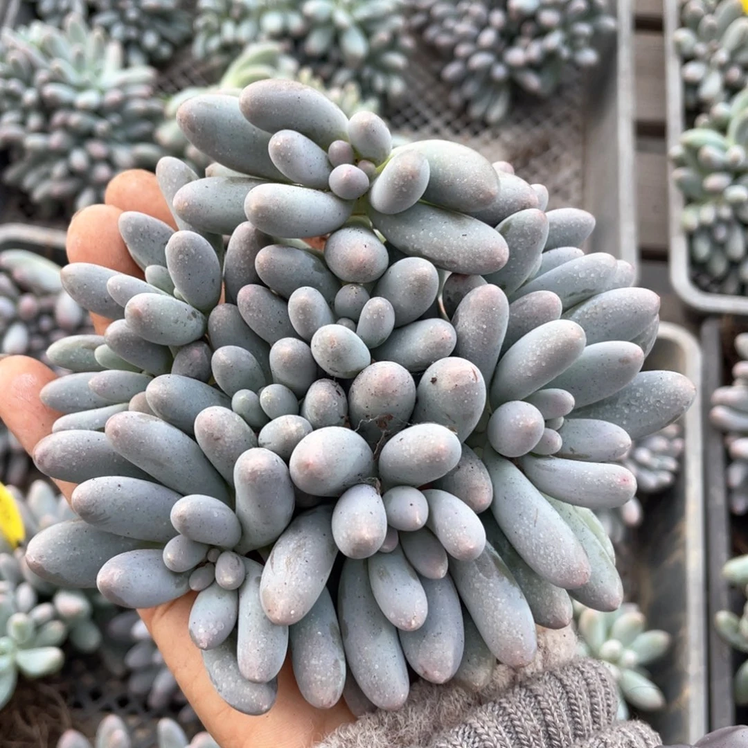 汤圆群生无砍一个301