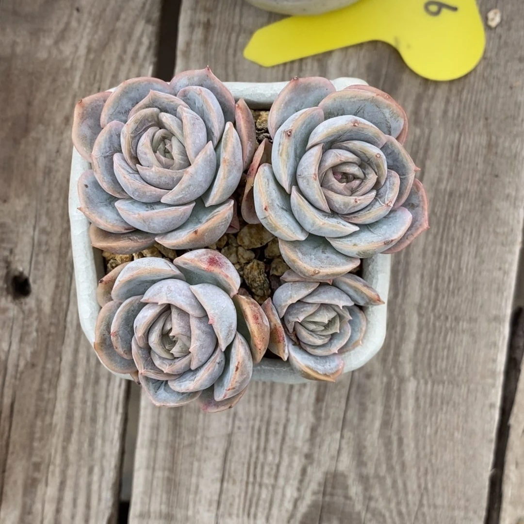 多肉蓝色惊喜四头003