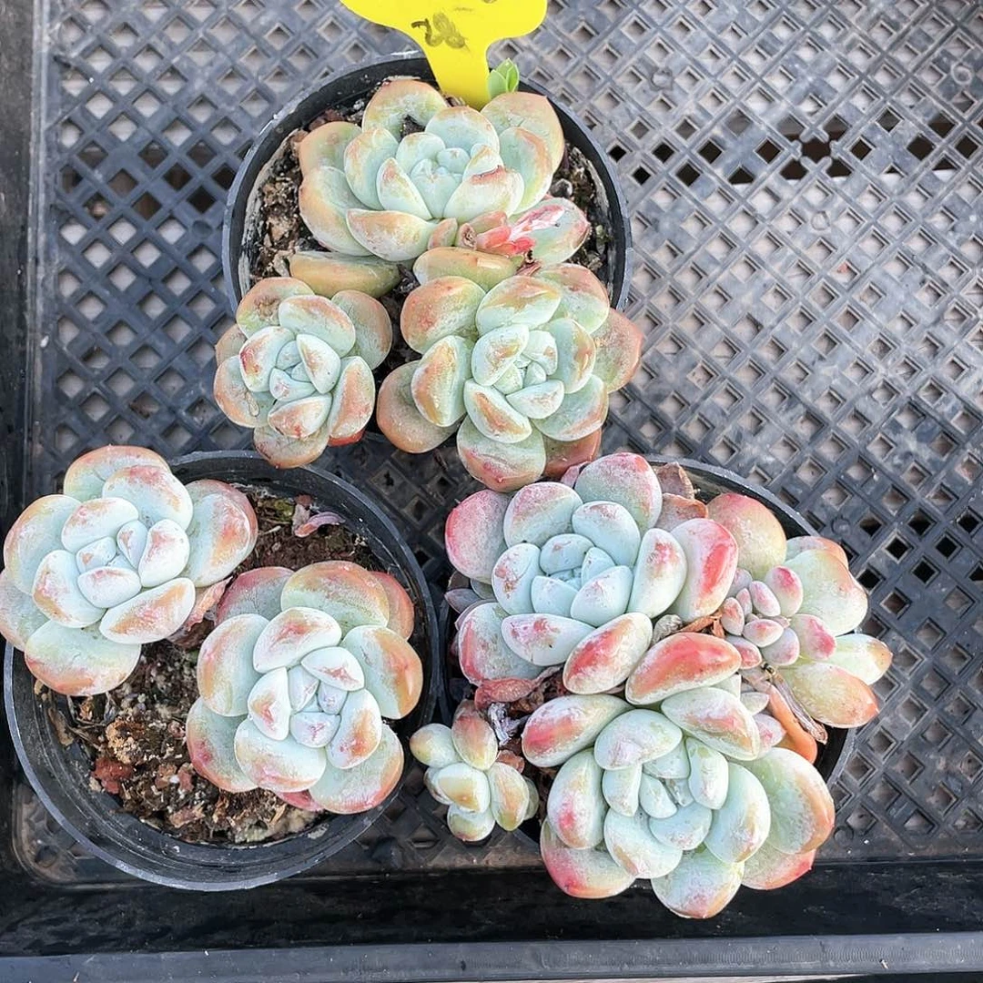 @****～冰玉三个一组28