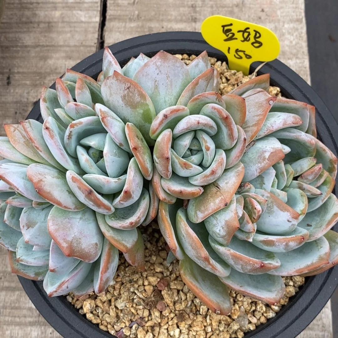 豆*凤橙朵朵缀150