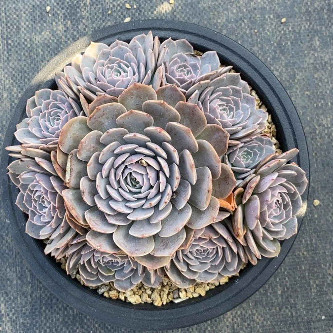 多肉天赐大手捧啦啦啦