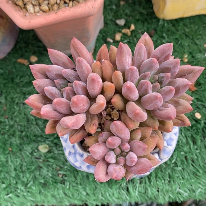 【闪购商品】多肉三头红蜻蜓啦啦