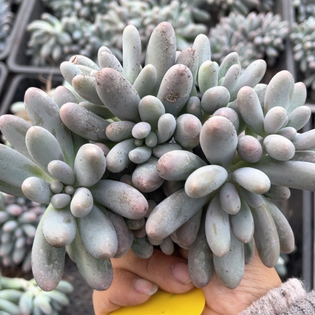 汤圆群生一个无砍151