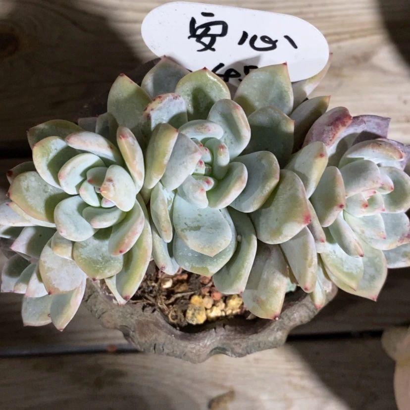 【闪购商品】?**?星影缀