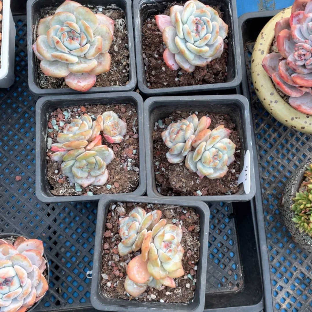 多肉奶盖五个一组清台子40号