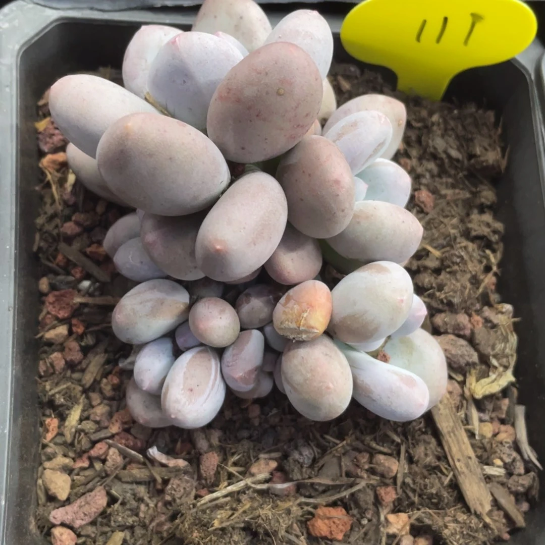 正版大叶奶一个无砍111