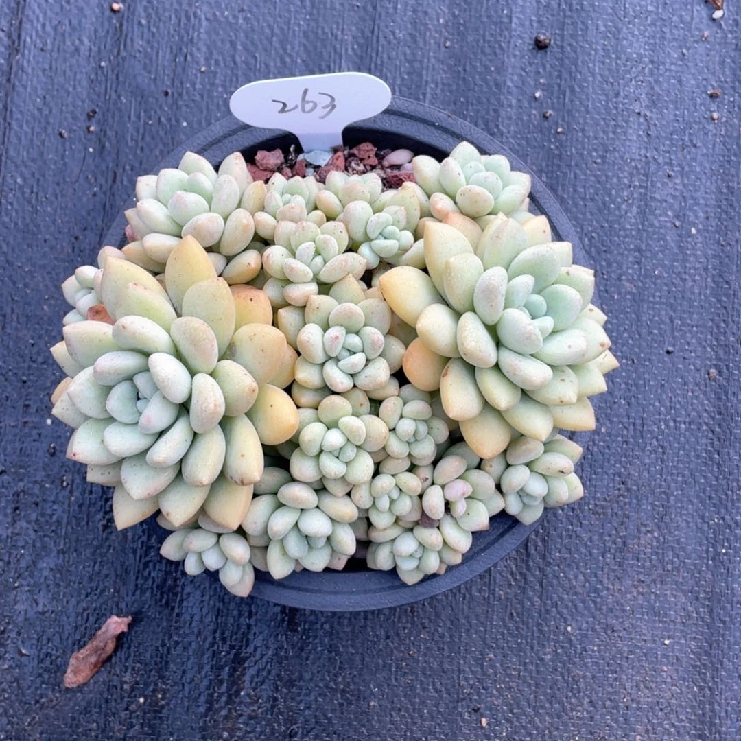 泡泡糖群生无砍262号