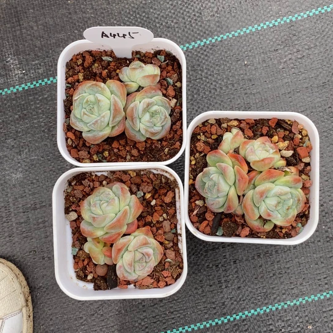 漫***慢多肉冰玉三颗一组