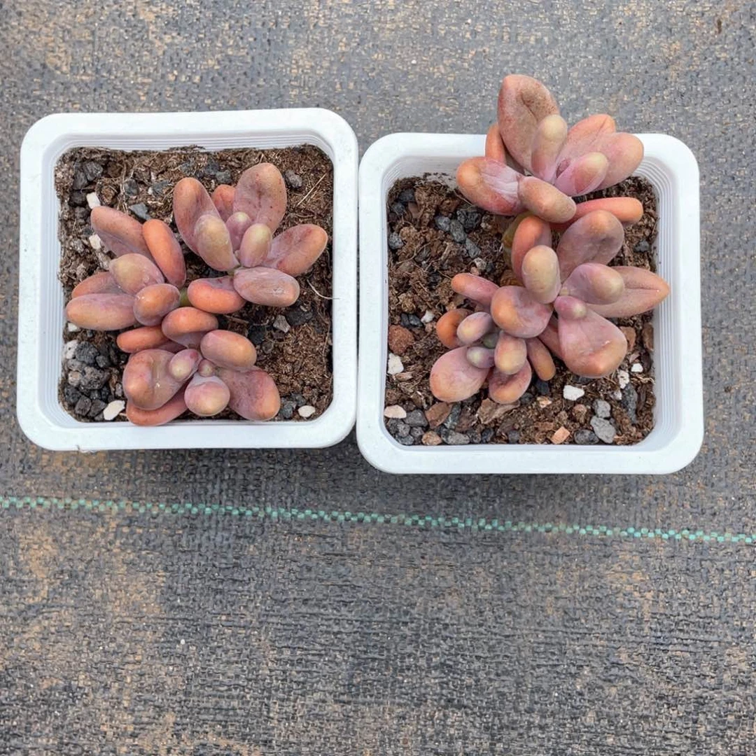 玖*糖果美人两个一组300