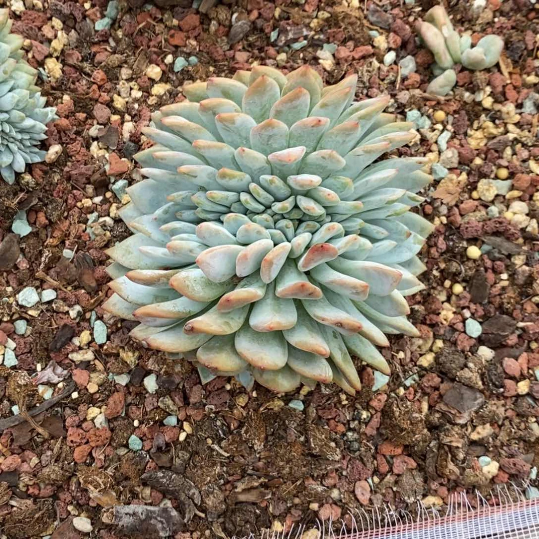 咸****柴星影缀小两个一组100