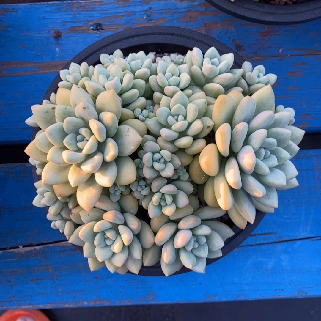 泡泡糖群生无砍35包邮