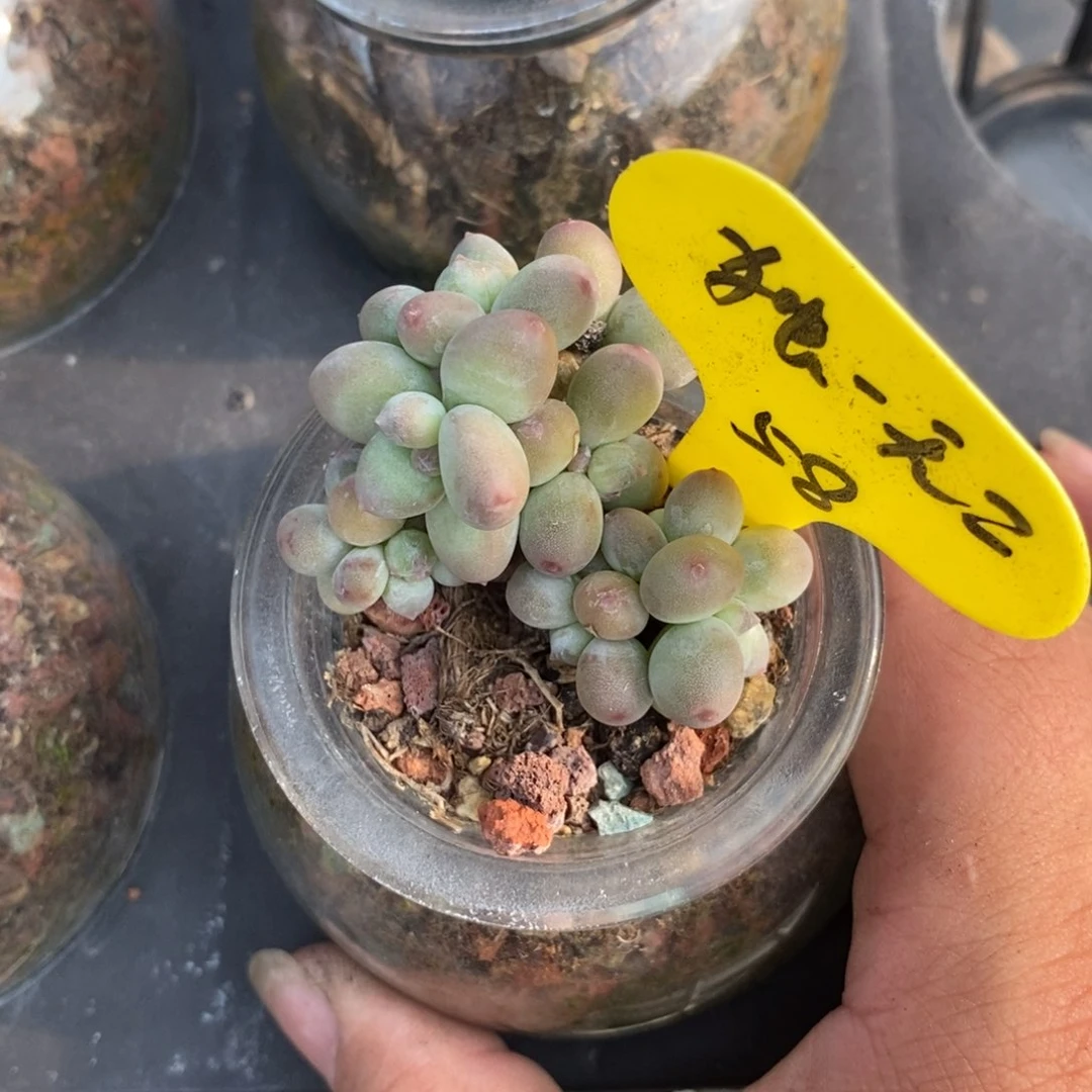 我***二彩虹奶酪群生潘达寄养出58