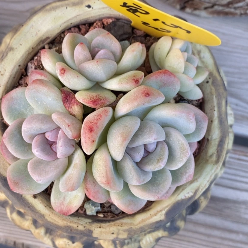 【闪购商品】?**?冰玉