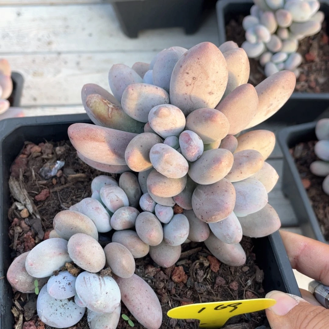 大叶奶群生一个169