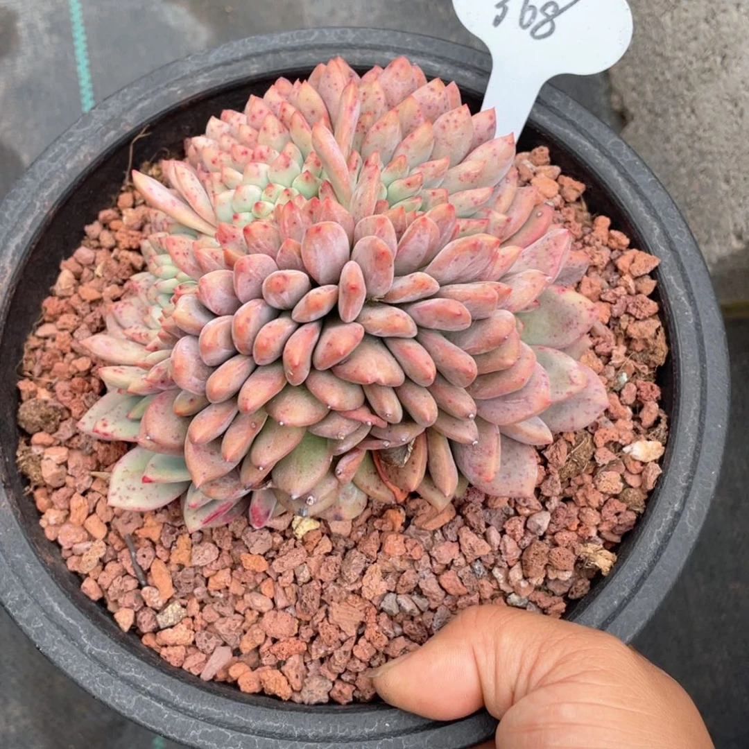 虾***薯爱丽儿缀化一个368