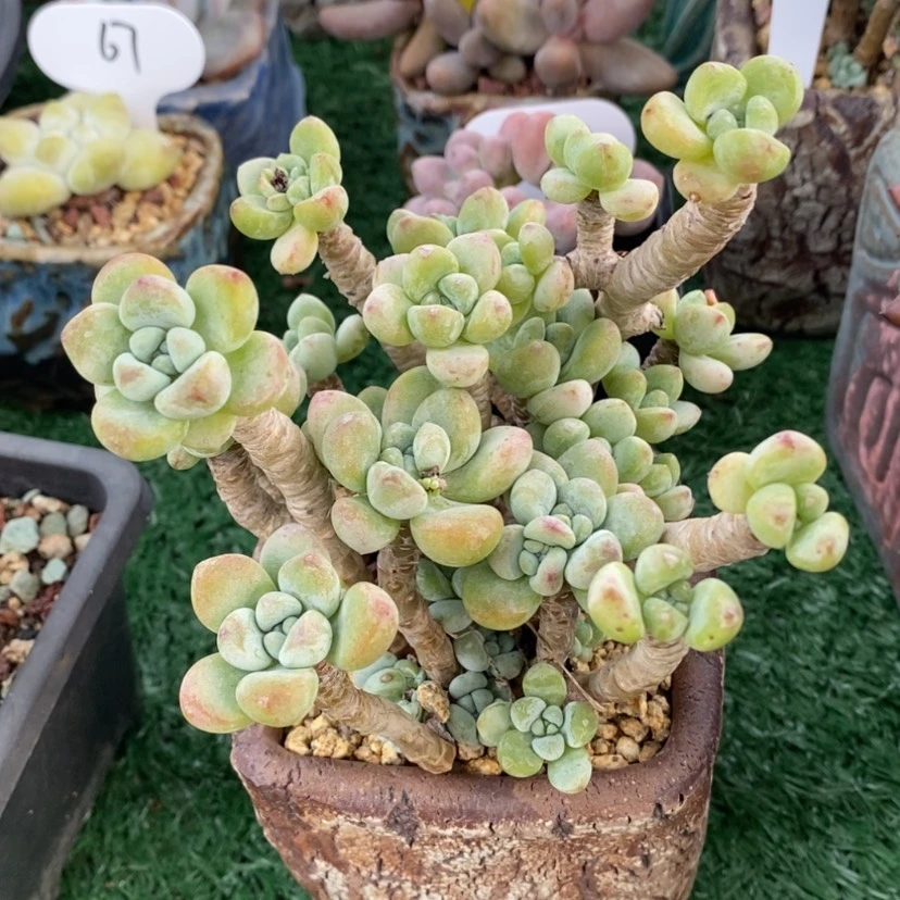 【闪购商品】多肉劳尔整群老桩