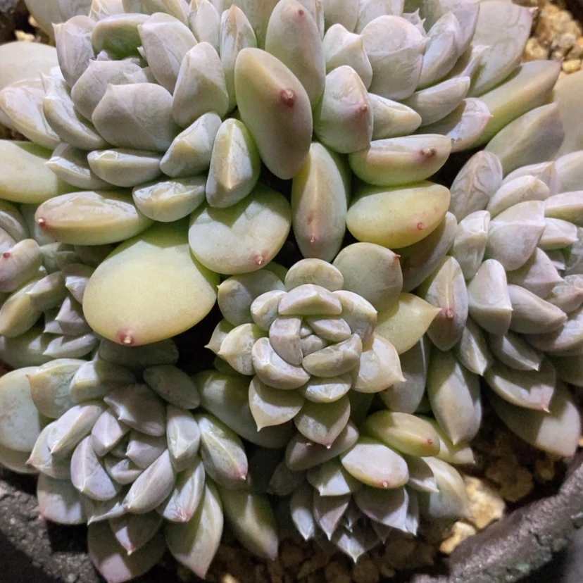 【闪购商品】西****样百达翡翠