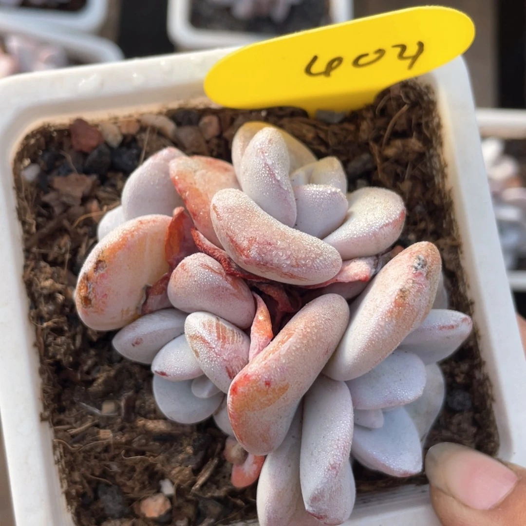 雪莲有砍一个404