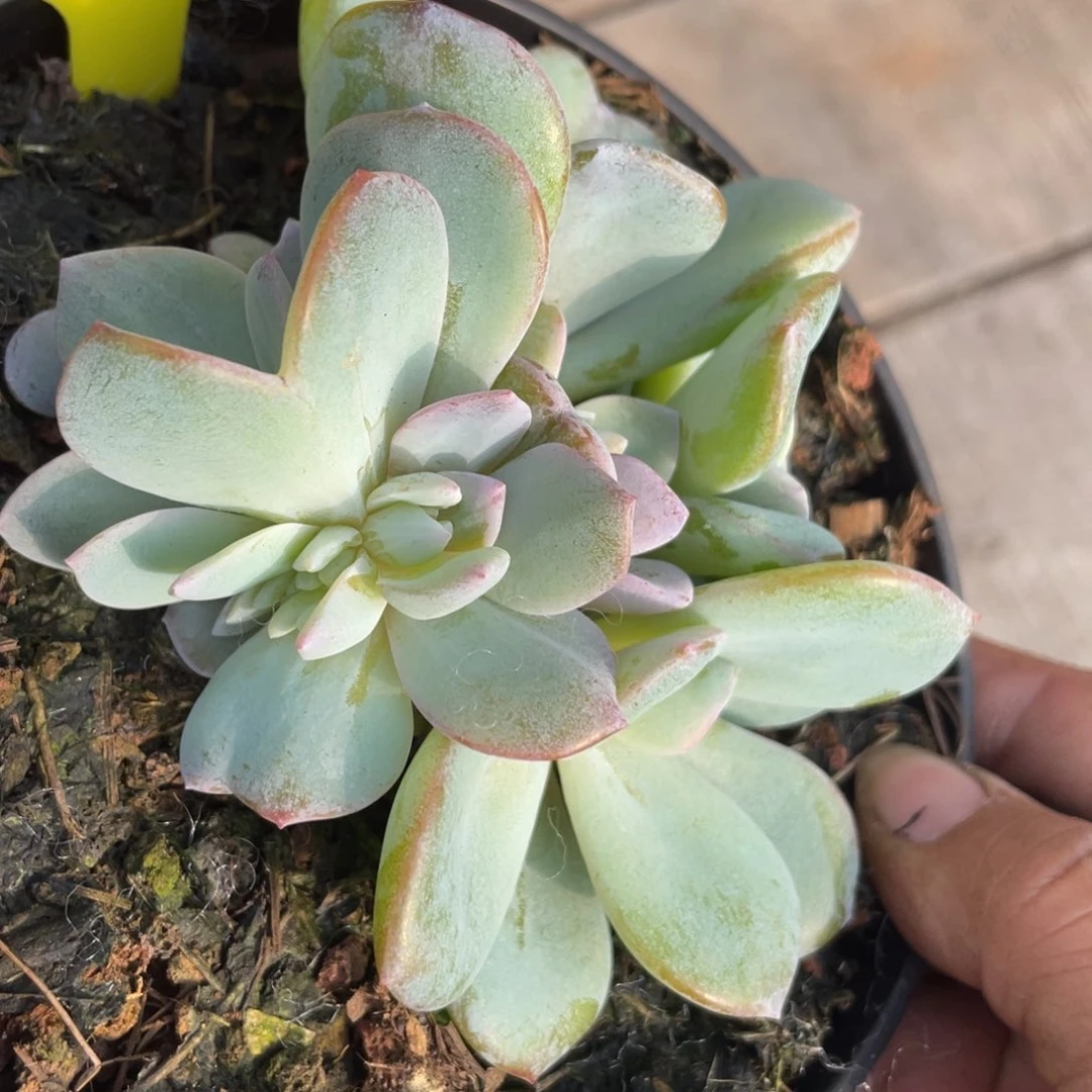 一*奶茶缀化一个288