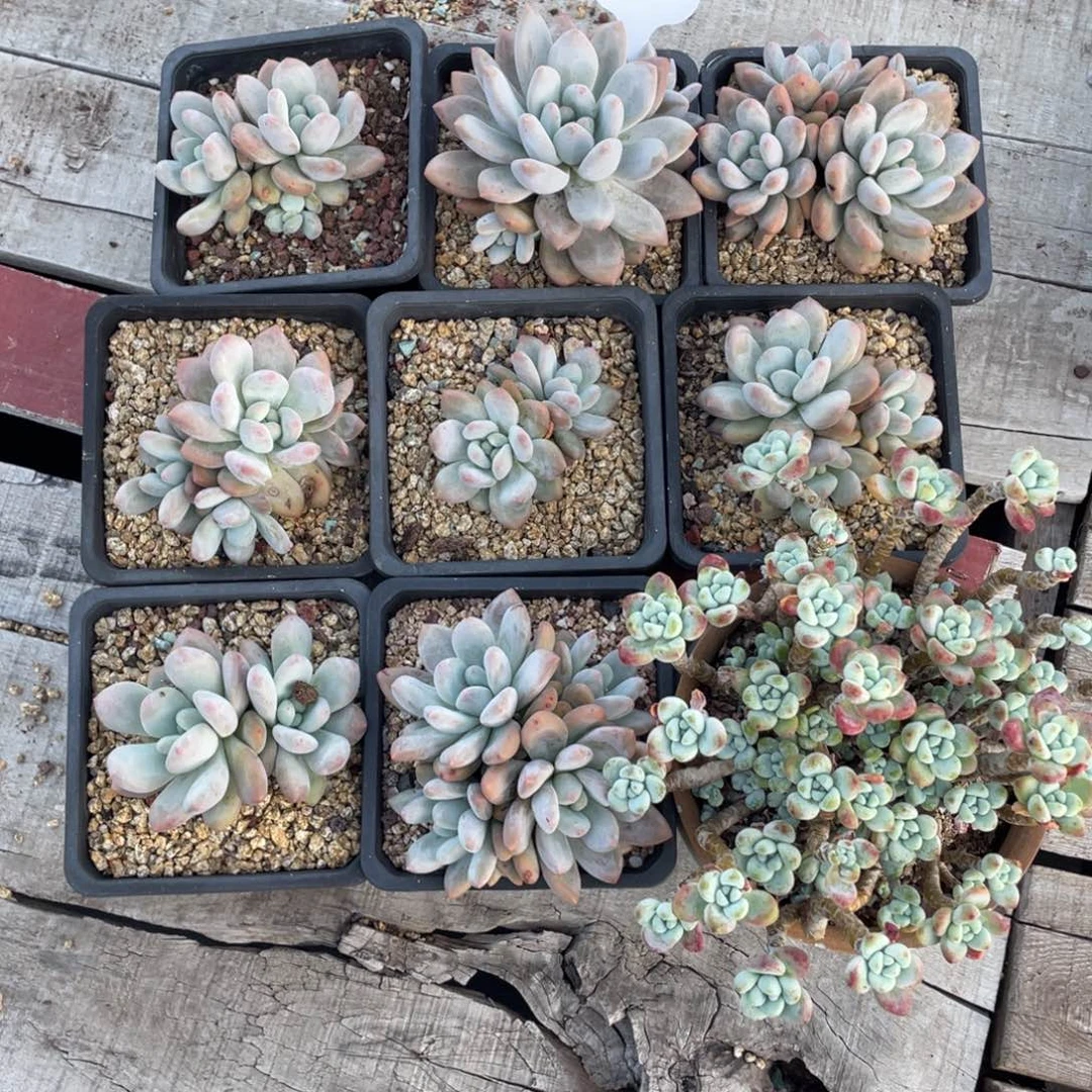 香水八个➕劳尔微瑕不包断枝66