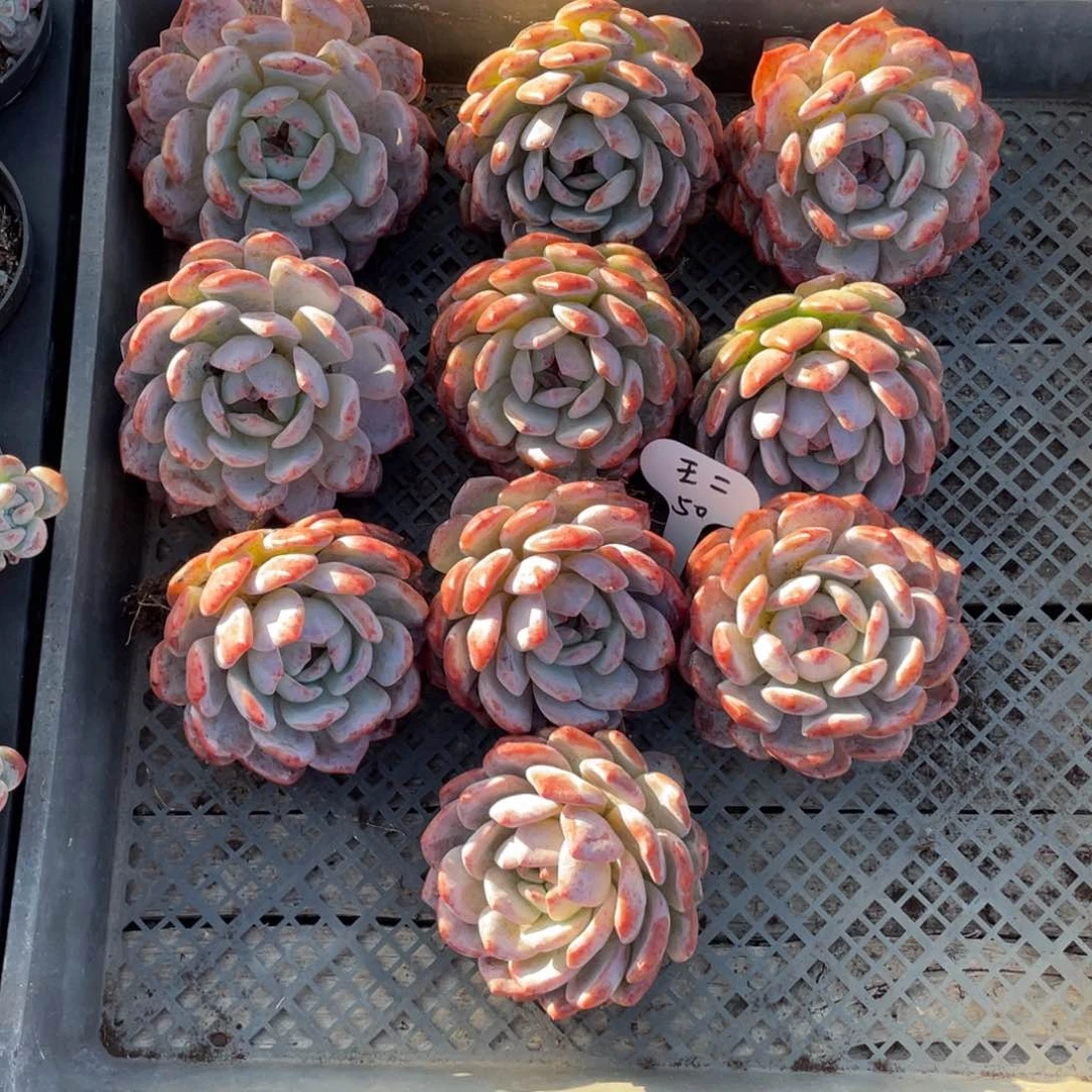 王***部十个单头星影一组50