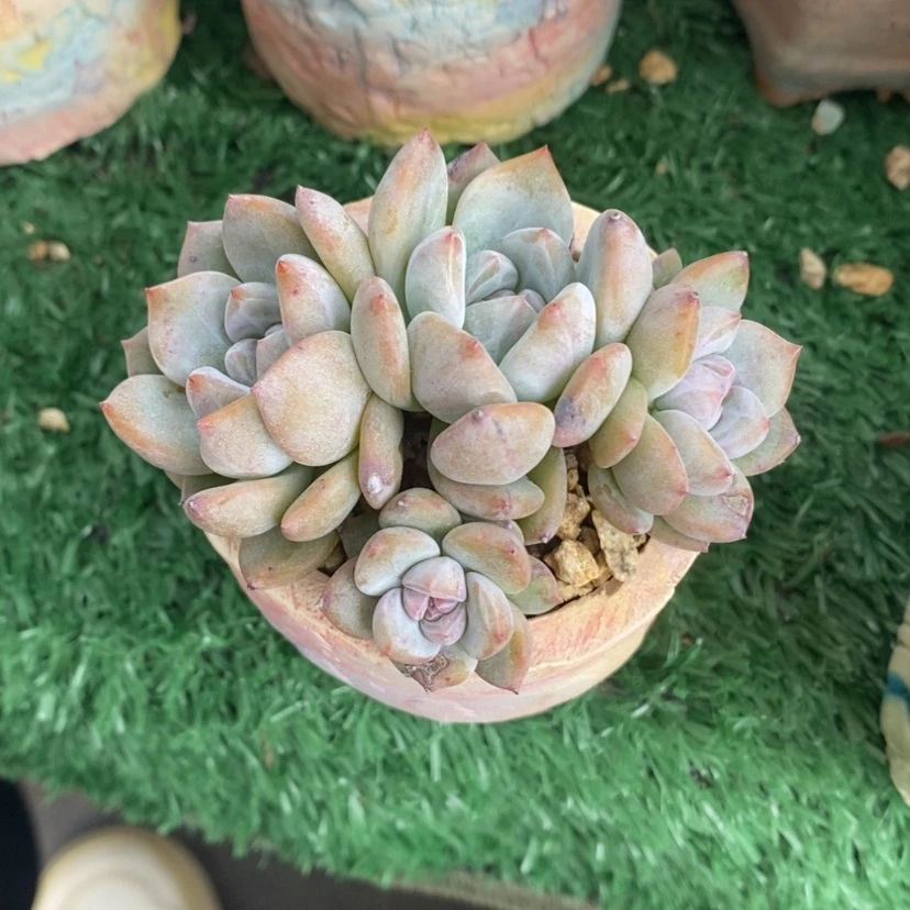 【闪购商品】多肉星影四头38