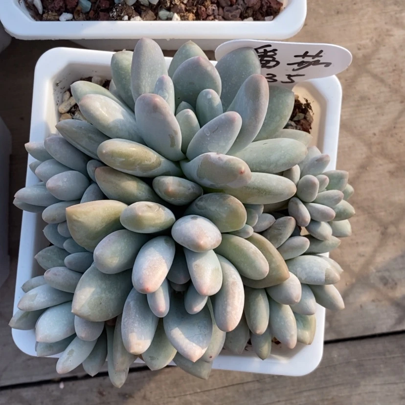 【闪购商品】番*香水