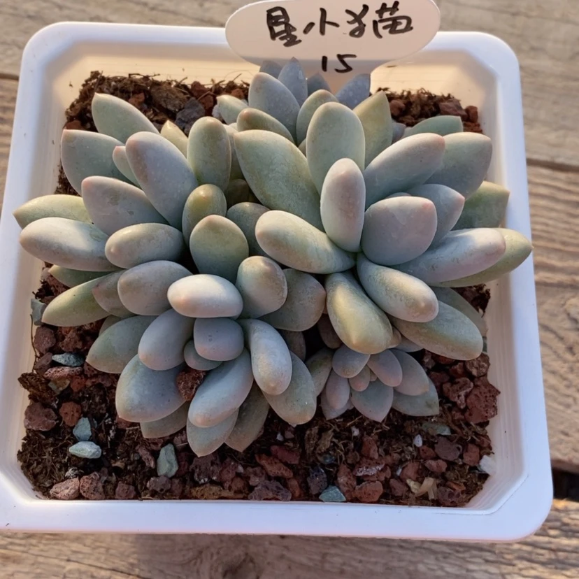 【闪购商品】星****猫香水