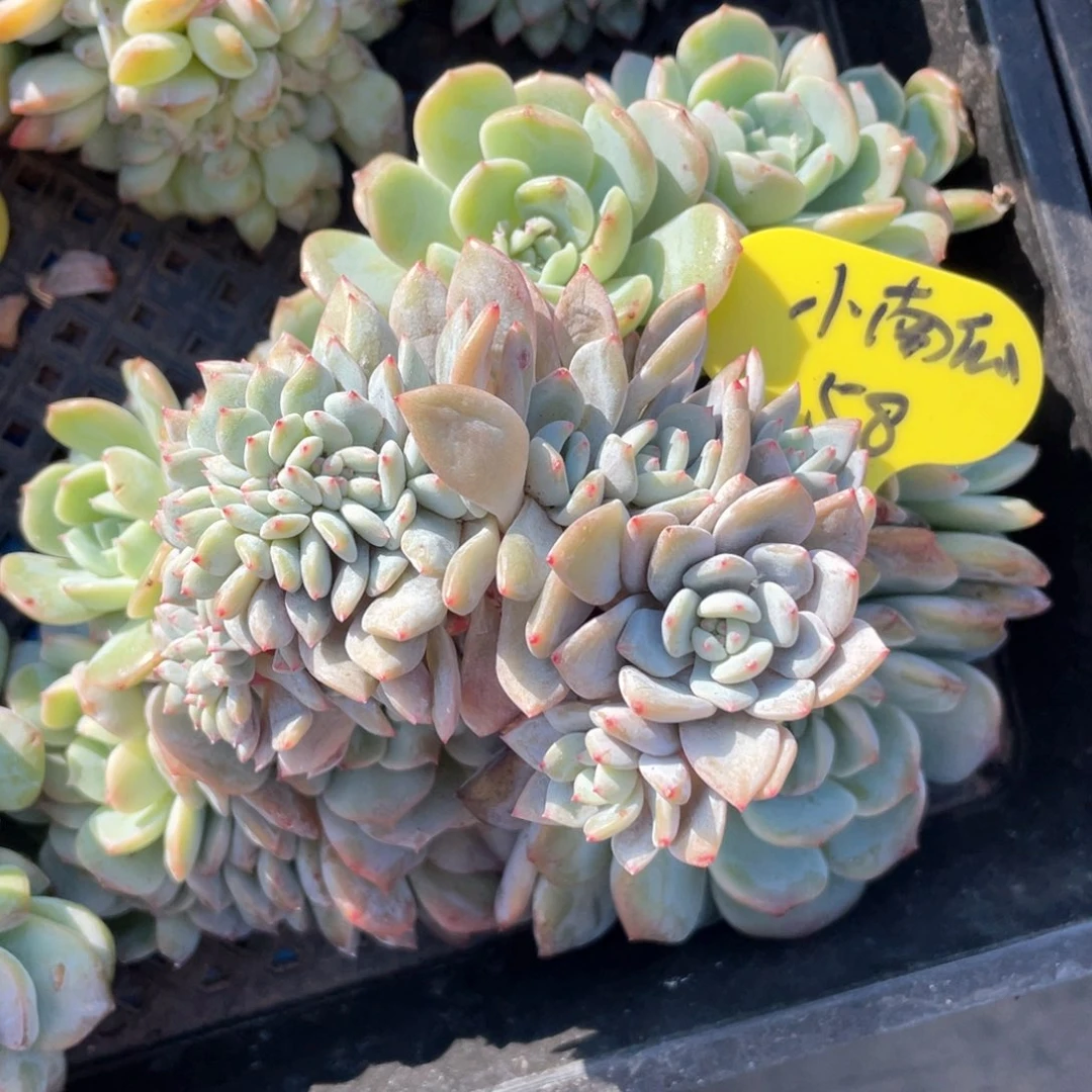 ?****?石榴子星影缀化一个58