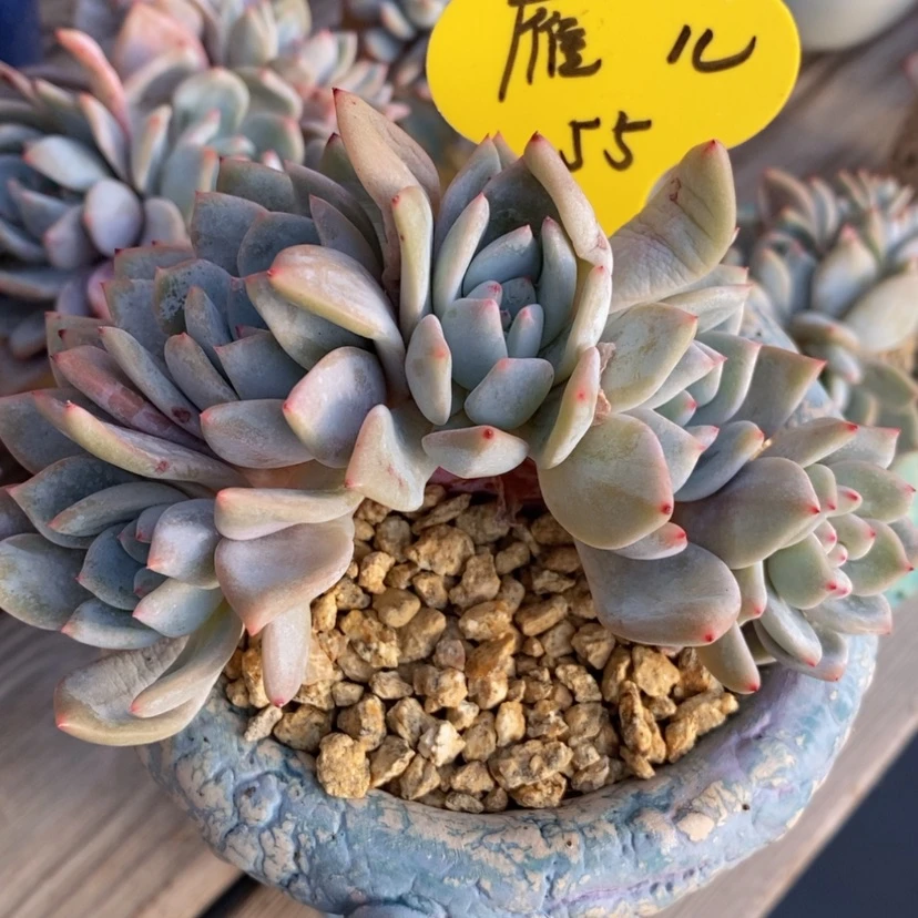 【闪购商品】Y**儿星影