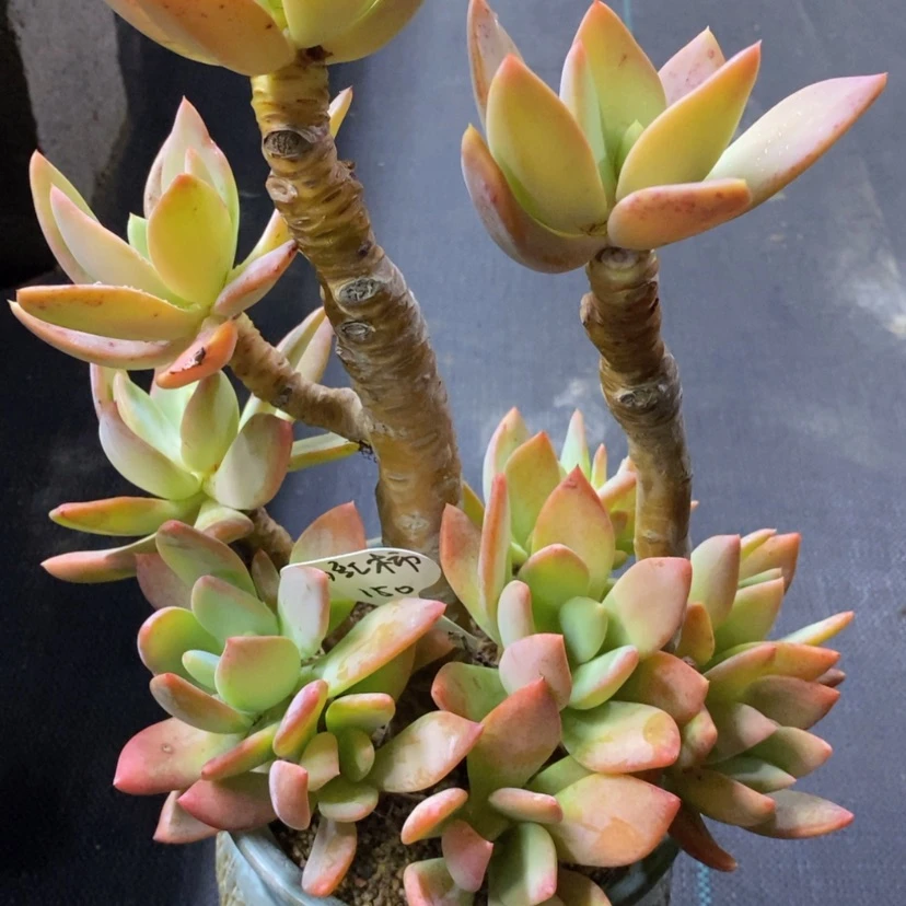 【闪购商品】西****样芒果美人