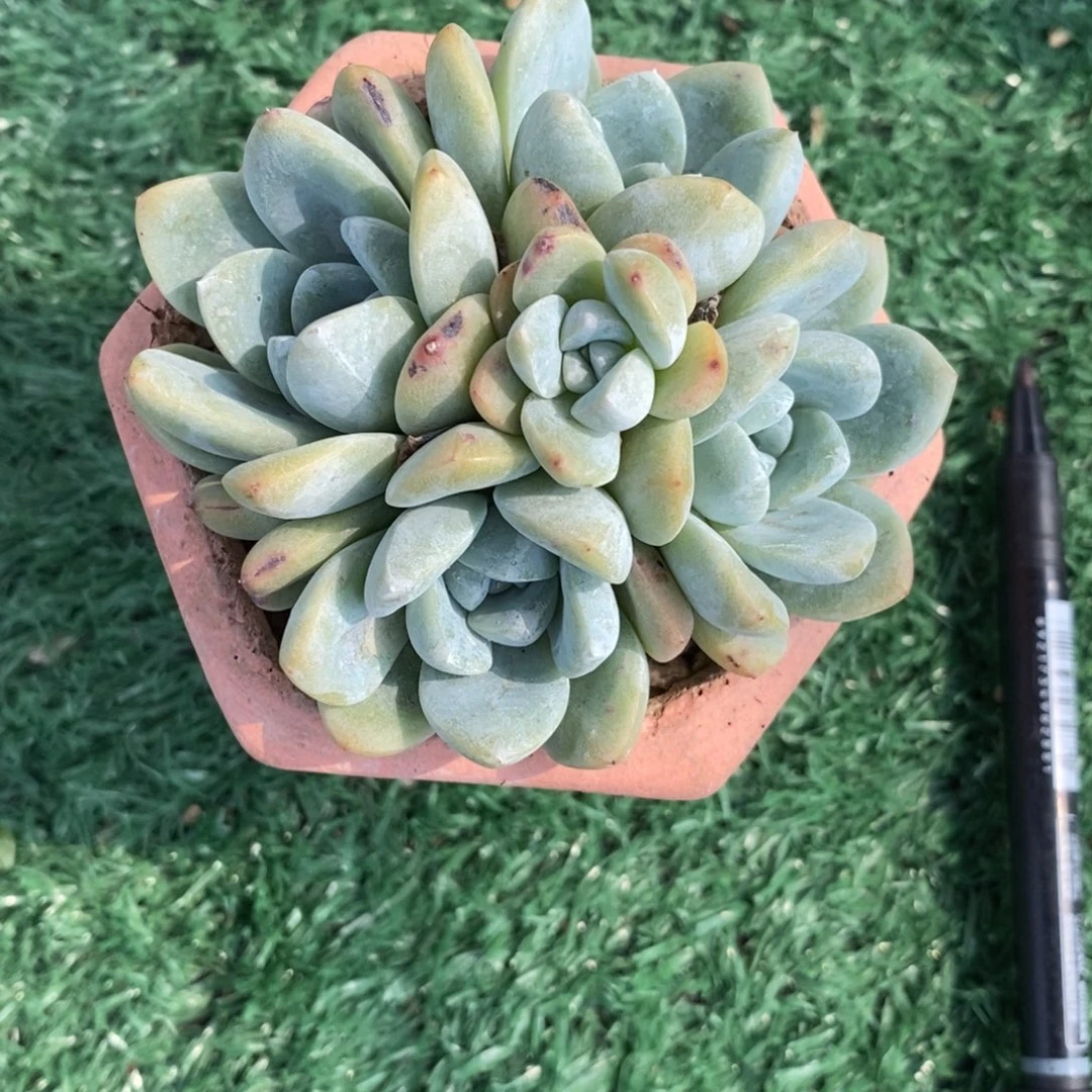 多肉五头奶油冰玉