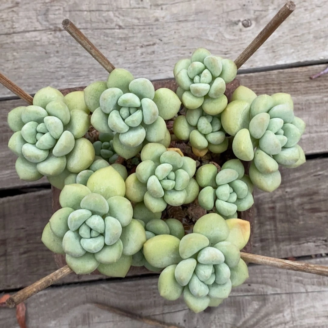 平头泡泡糖群生无砍45