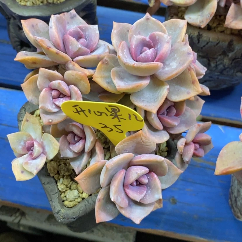 【闪购商品】开***?彩虹糖