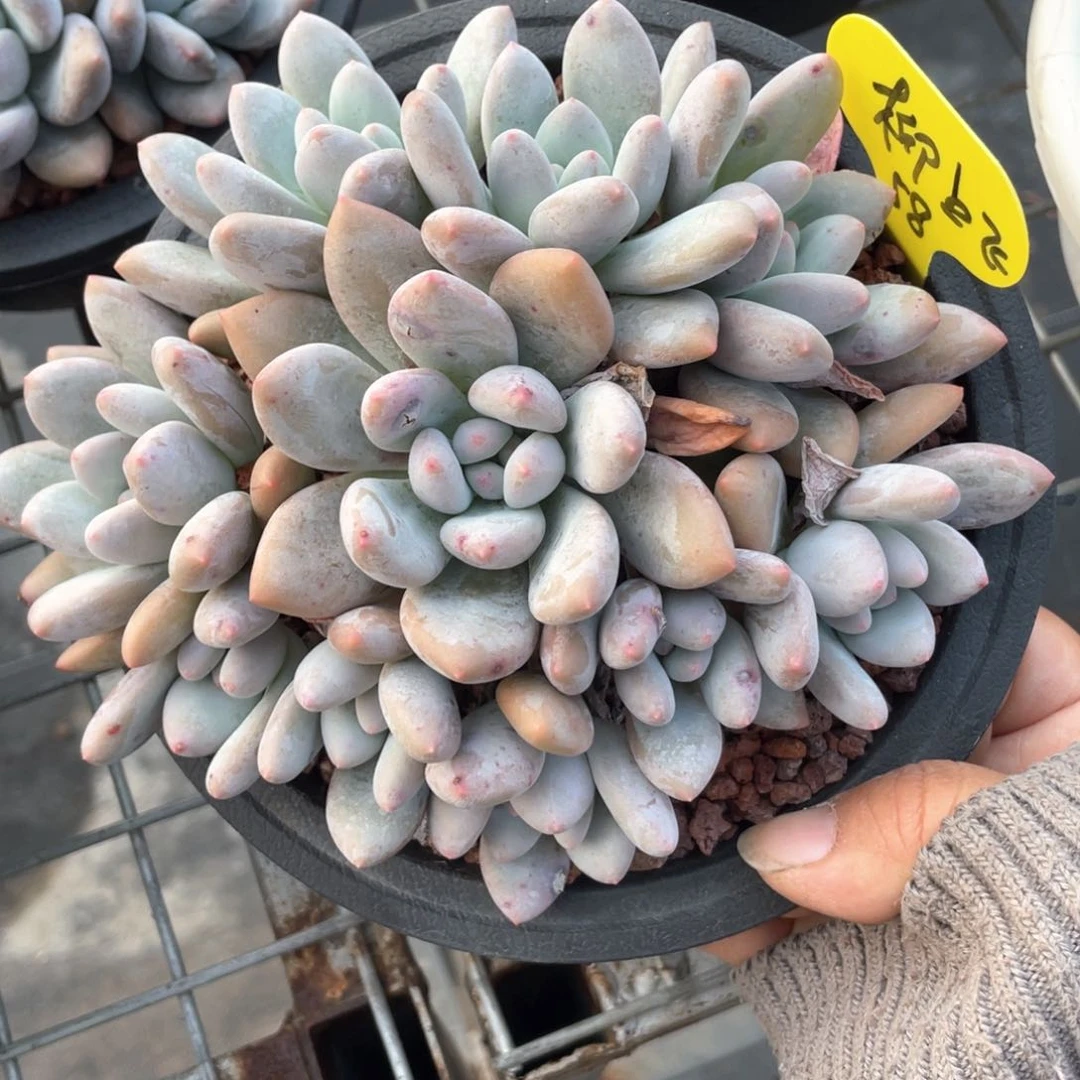 柳*飞奶酪体香水阿黎寄养出58